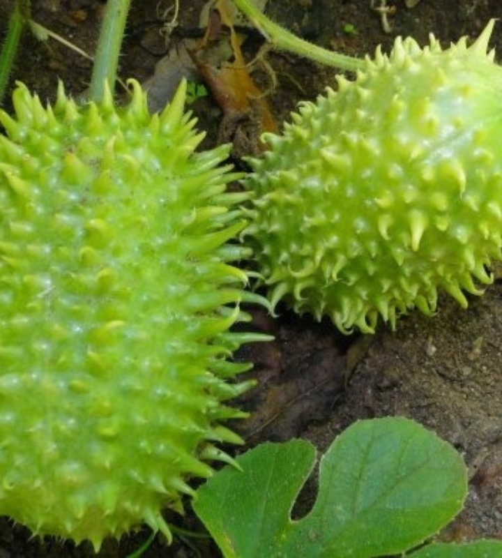 Como plantar maxixe do norte em vaso + dicas de cultivo