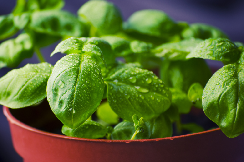 Como plantar e cultivar manjericão em casa