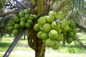 Como Plantar coqueiro anão pela semente e manter saudável até uma colheita produtiva