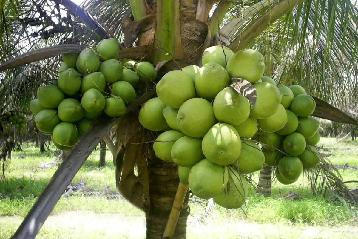 Coqueiro anão: Aprenda a plantar pela semente e manter até uma colheita produtiva