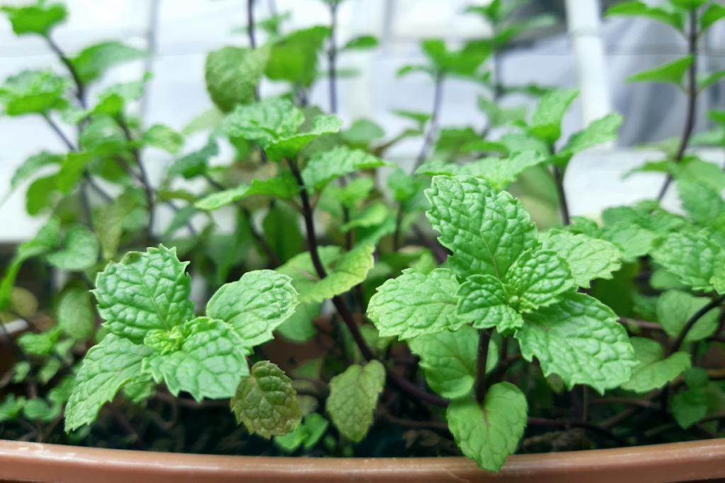 Como plantar e cultivar hortelã em vaso