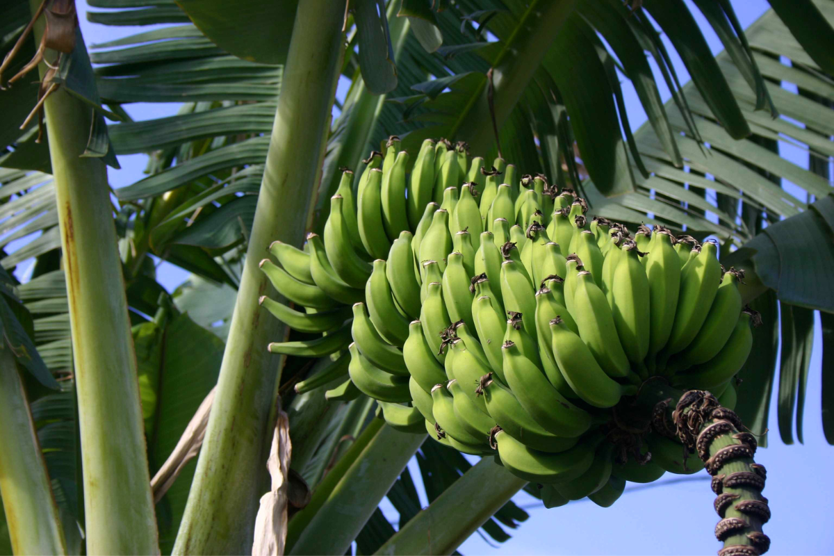 Aprenda a cultivar bananeira em casa: dicas para produção rápida