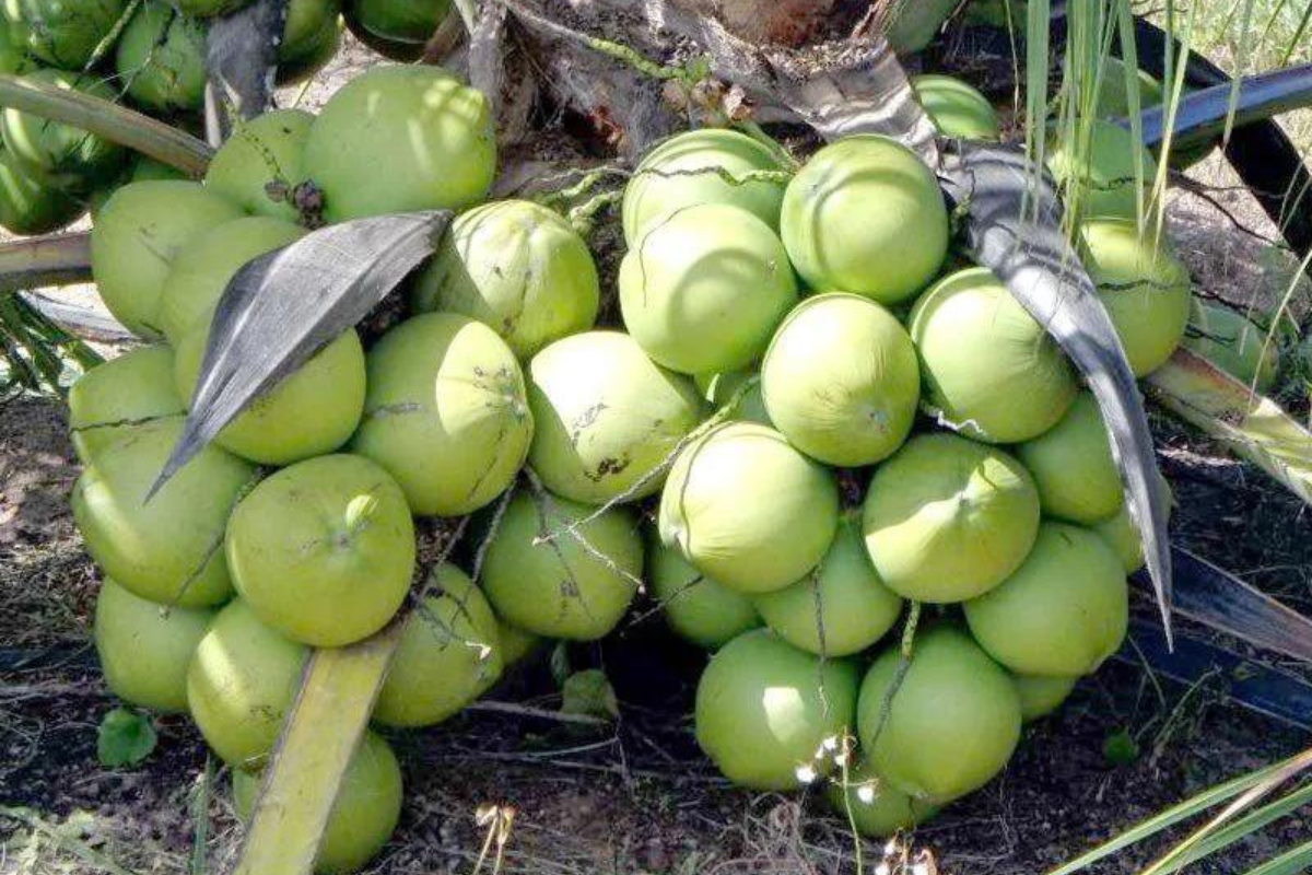 Dicas essenciais para cultivar coqueiro anão e colher cocos abundantemente