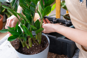 Como fazer adubo natural para zamioculca: dicas simples e práticas