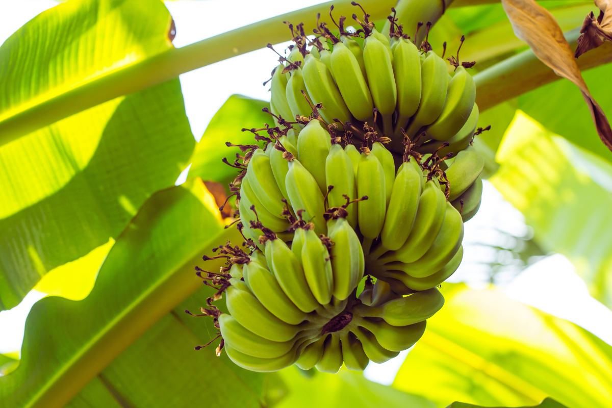 Como plantar banana em casa da forma fácil e rápida do mundo