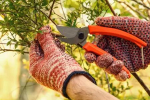 Tesoura de Poda com Lâmina Metálica Tramontina: Uma Ferramenta Essencial para Jardinagem – Review