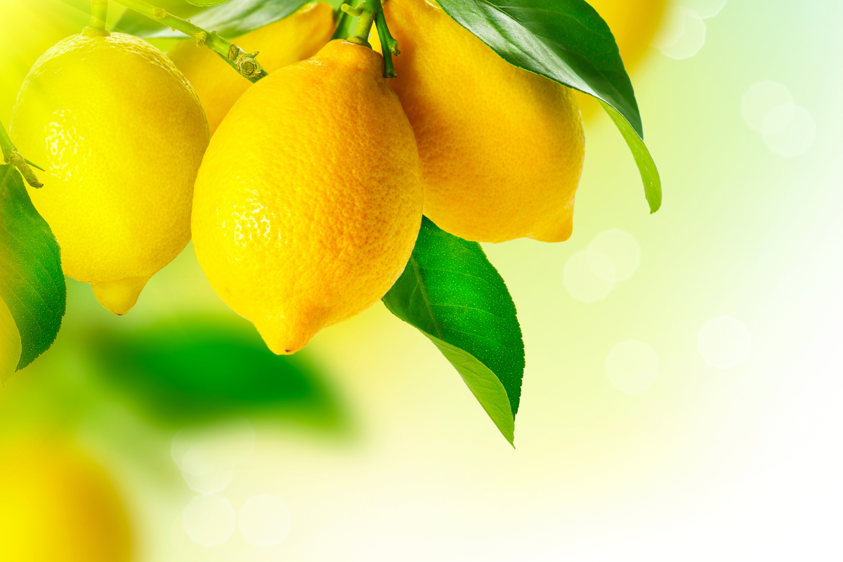 Como plantar e germinar sementes de limão