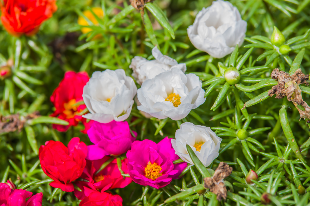 Onze Horas - Portulaca grandiflora 