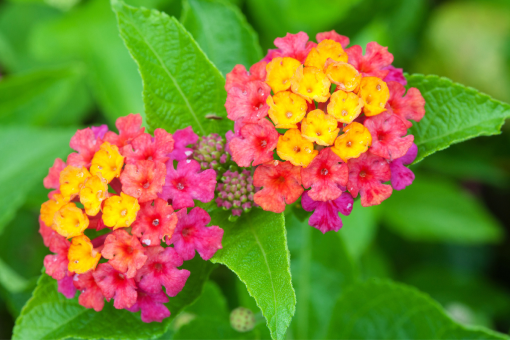 Lantana camara (Cambará):