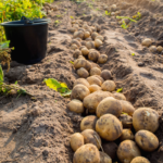 Como fazer a adubação da batata adequadamente: dicas essenciais para o cultivo da batata