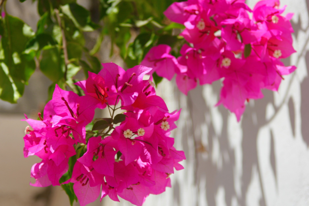 Bougainvillea