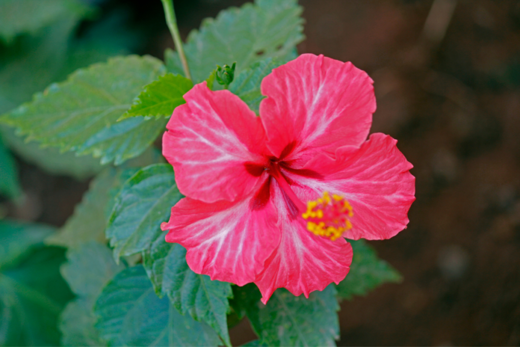 Hibiscus rosa-sinensis