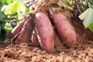 Como plantar Batata Doce em casa: Guia passo a passo completo