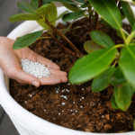 Adubação de frutíferas: Dicas essenciais para uma colheita farta