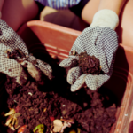 Melhores Adubos Caseiros e Orgânicos para um jardim exuberante