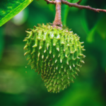 Como plantar Graviola: Guia passo a passo completo