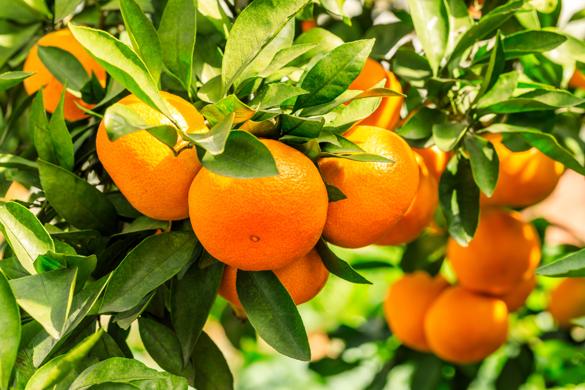 Como cultivar laranja: dicas infalíveis para o sucesso no cultivo