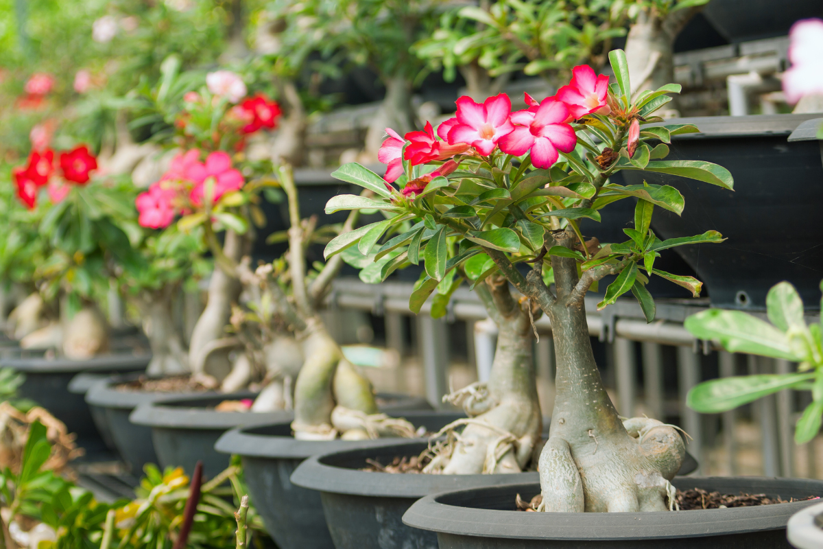 Como cultivar rosa do deserto no inverno