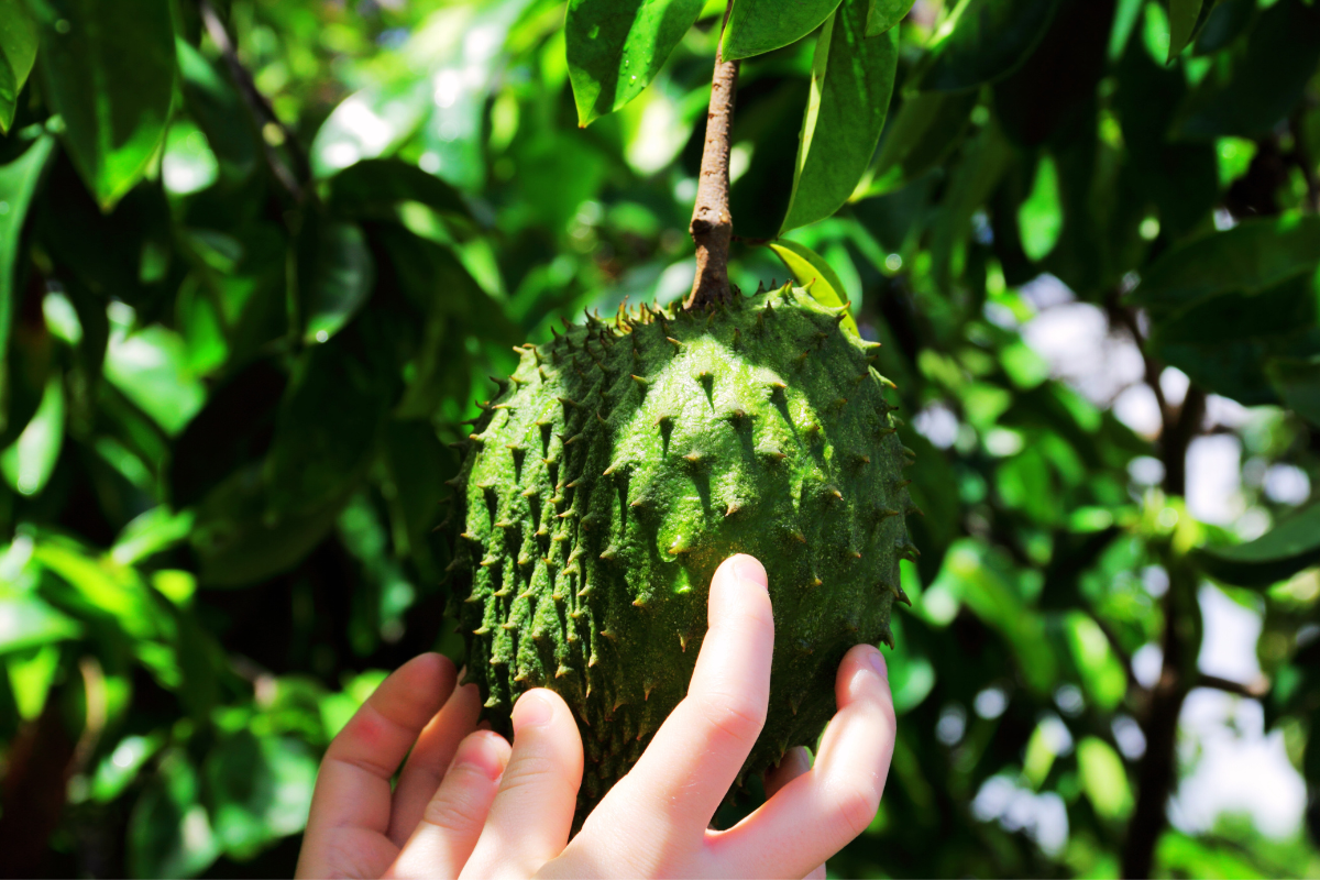 Como cultivar e cuidar de graviola: guia completo para iniciantes