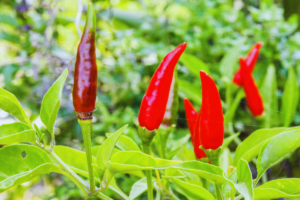 Como plantar pimenta: guia completo para um cultivo de sucesso