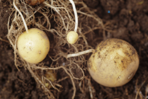 Como plantar batata inglesa: guia completo do preparo ao cultivo