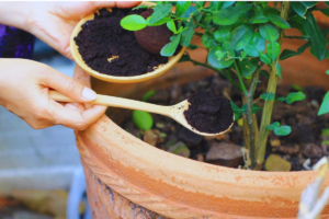 borra de café nas plantas