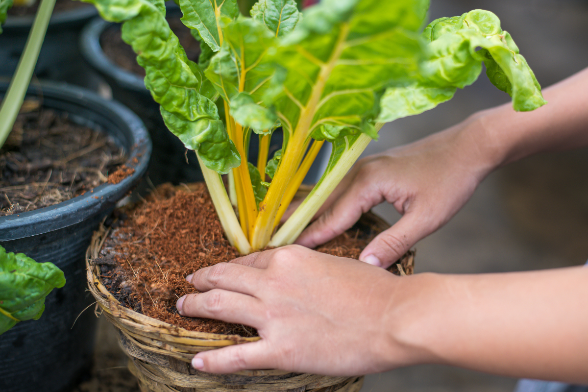 Guia completo para o cultivo da Acelga