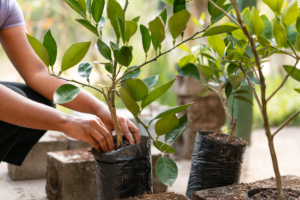 O Poder das Plantas na Transformação do Nosso Ambiente