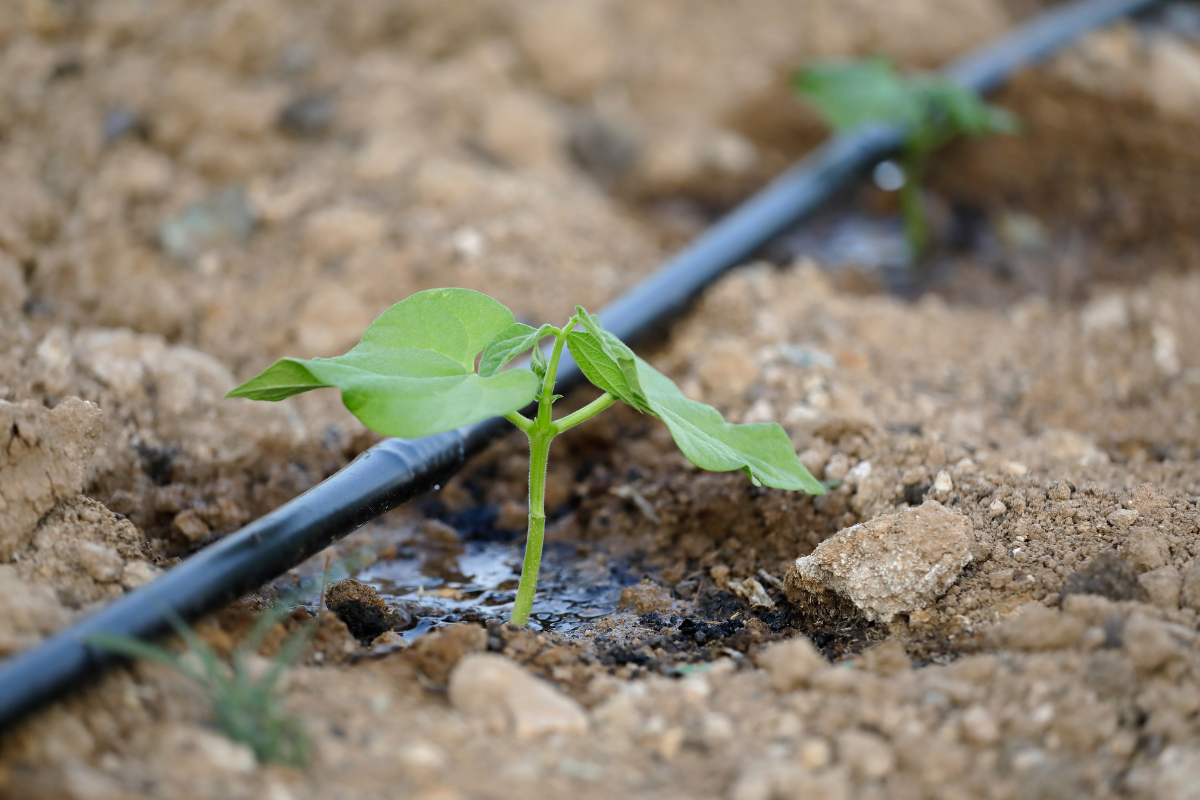 Como criar um sistema de irrigação sustentável para sua horta