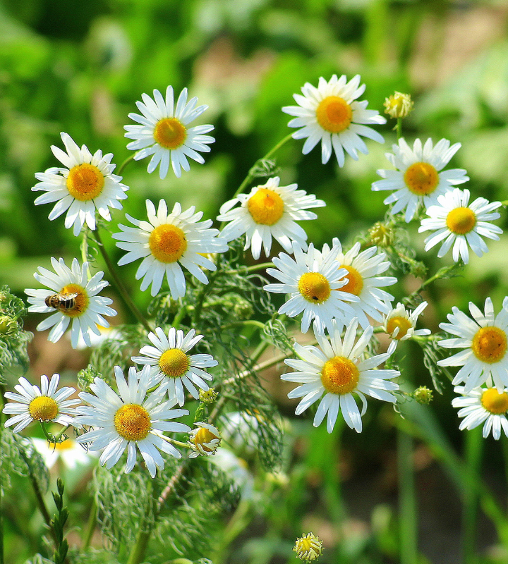 Como Plantar Camomila Guia Completo Para Essa Planta Medicinal como-plantar-camomila-guia-completo-para-essa-planta-medicinal