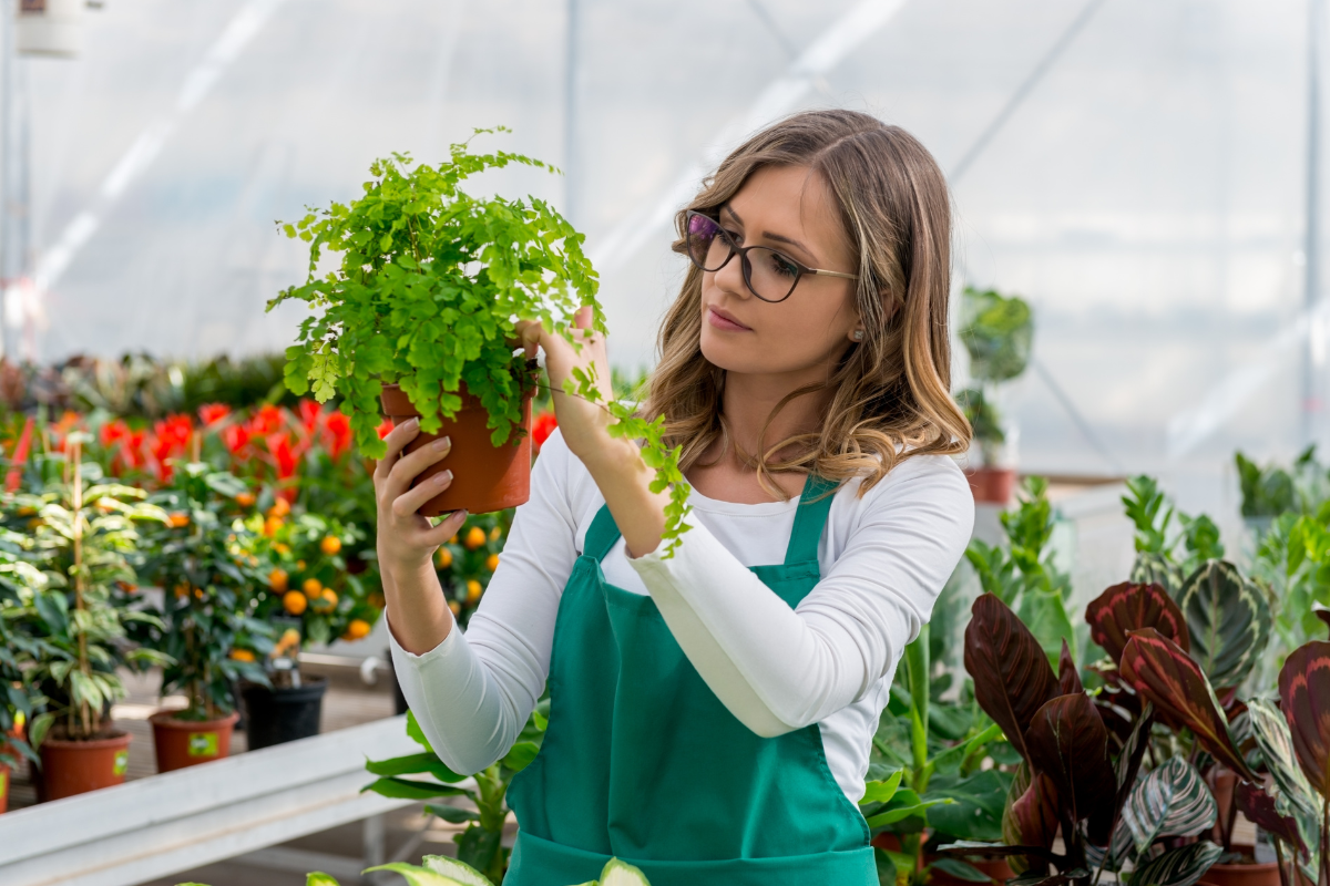 Como cuidar das plantas em novembro: dicas indispensáveis