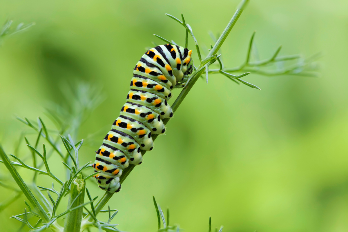 Como identificar e combater lagartas nas plantas