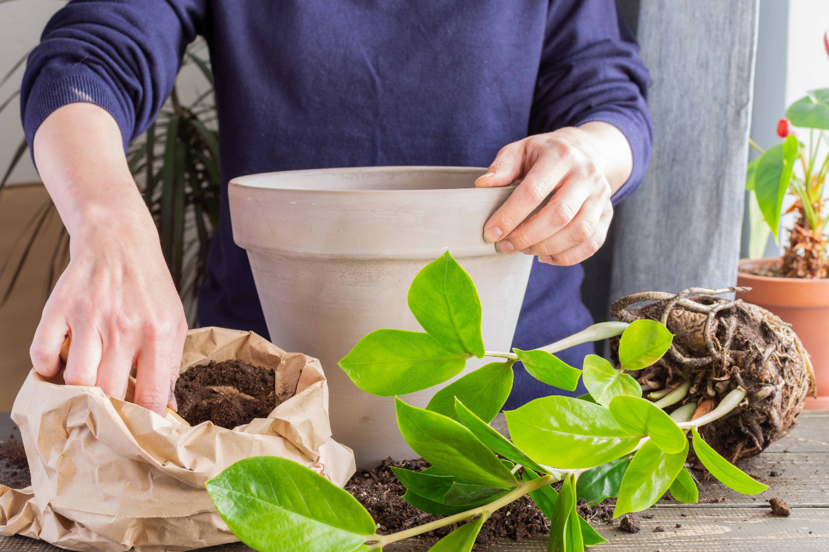 Solo ideal para zamioculca: dicas essenciais para cultivar em casa