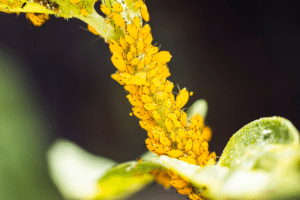 Tudo sobre pulgão nas plantas: o que é e como eliminar