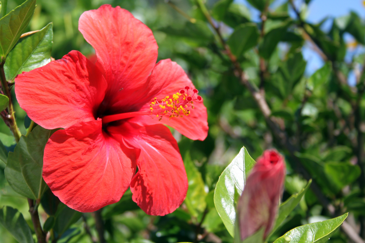 Como plantar hibisco: Dicas essenciais para uma planta saudável