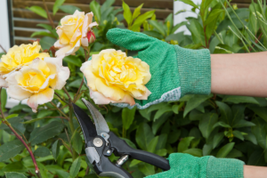 Como Plantar Rosa por estaca: Passo a passo completo