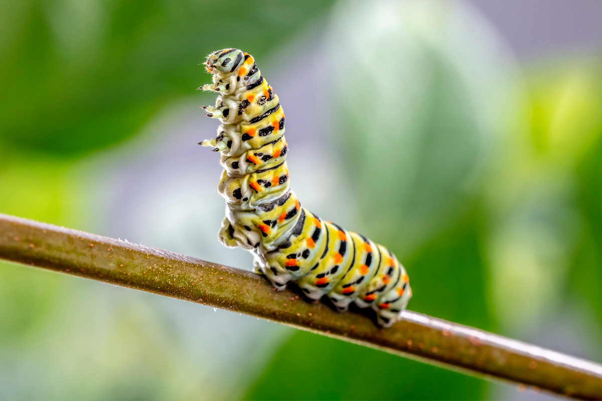 O inseticida caseiro que elimina lagartas e protege suas plantas!