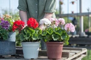 Como plantar gerânio: Dicas e cuidados para um jardim florido