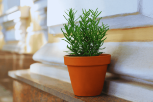Como fazer mudas de alecrim e cultivar em casa facilmente
