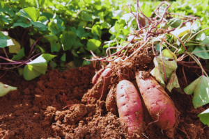 Como propagar e fazer mudas de batata-doce em casa