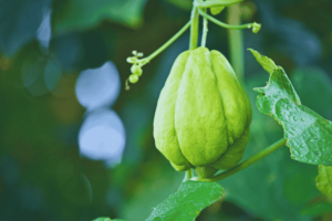 Como fazer mudas de chuchu: guia completo para cultivar em casa