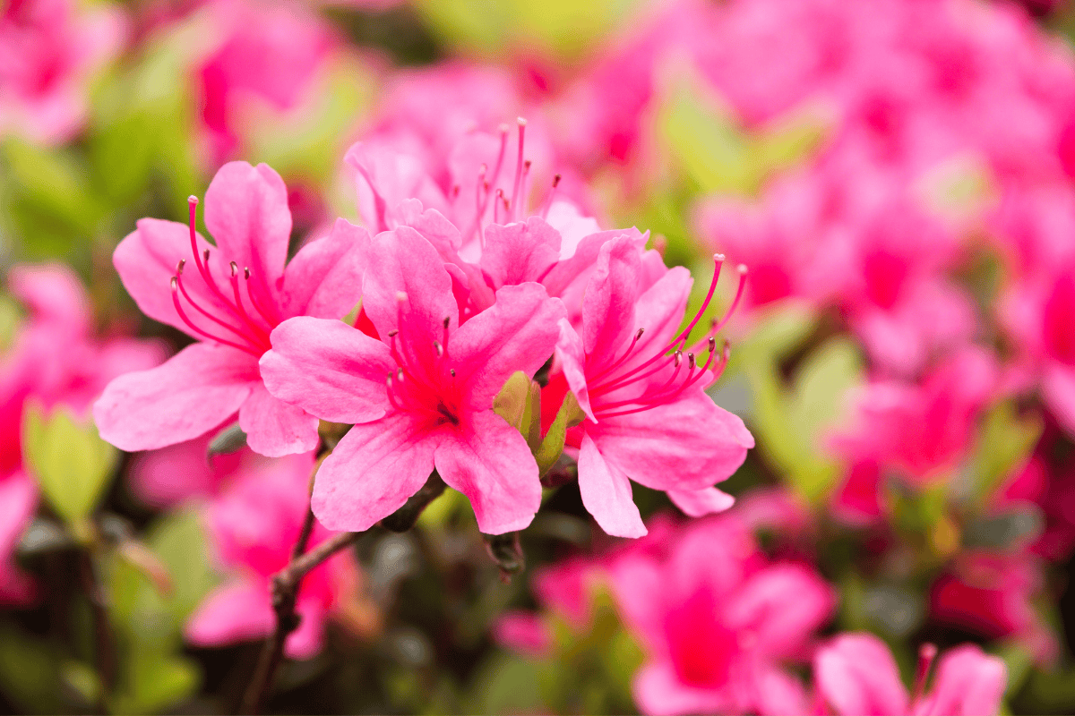 Como Cultivar Azaleia em Casa para Florescer o Ano Todo