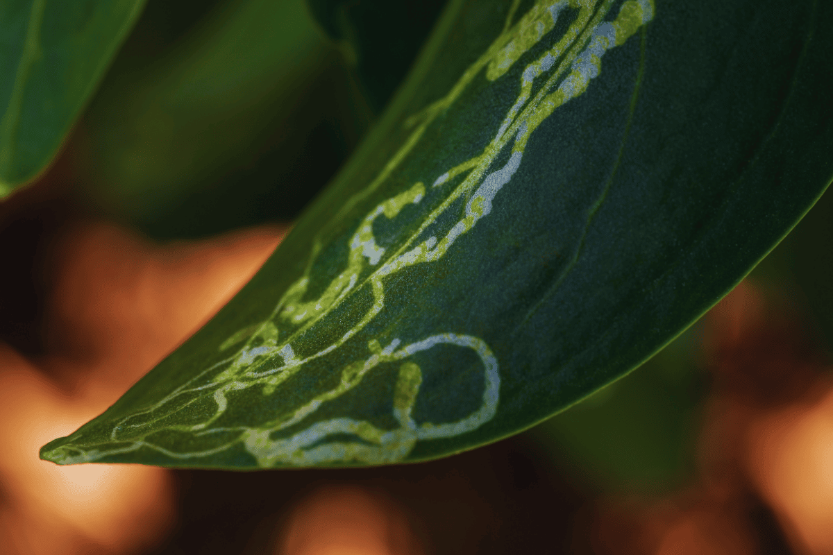 Como eliminar larva minadora e proteger suas plantas