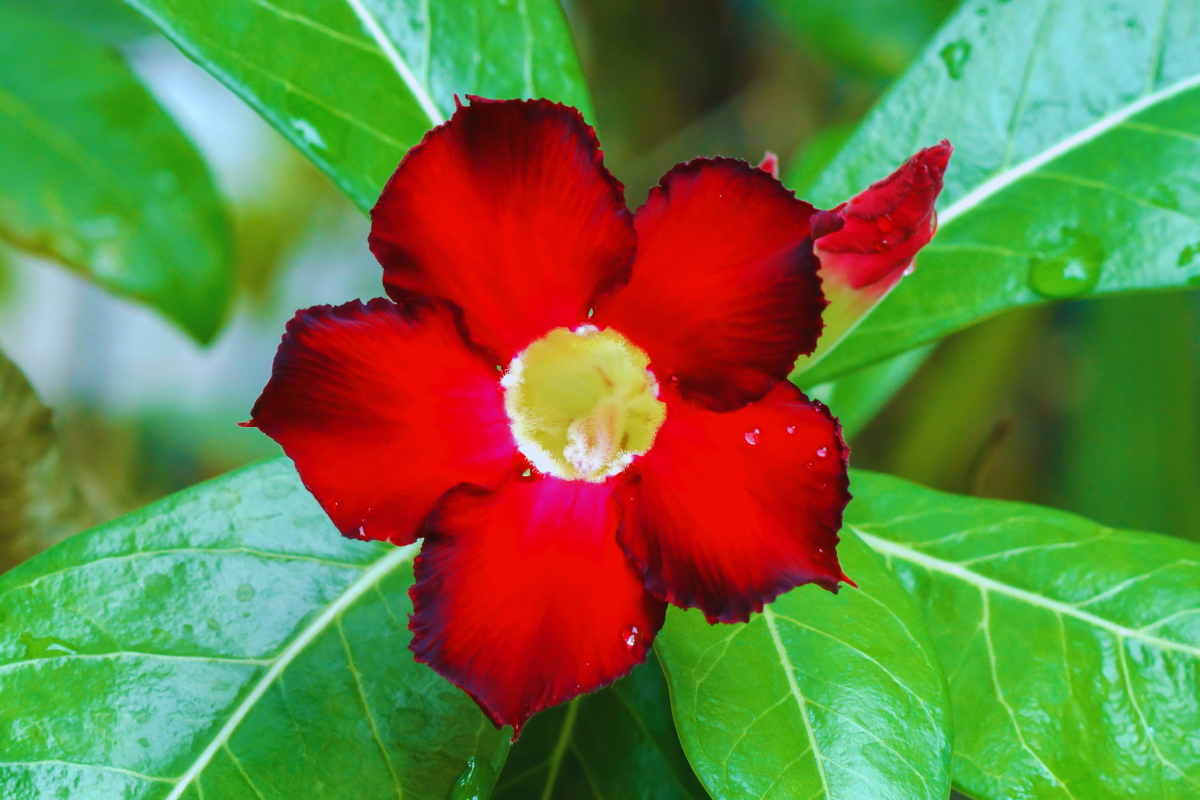 Como adubar a rosa do deserto para flores mais bonitas