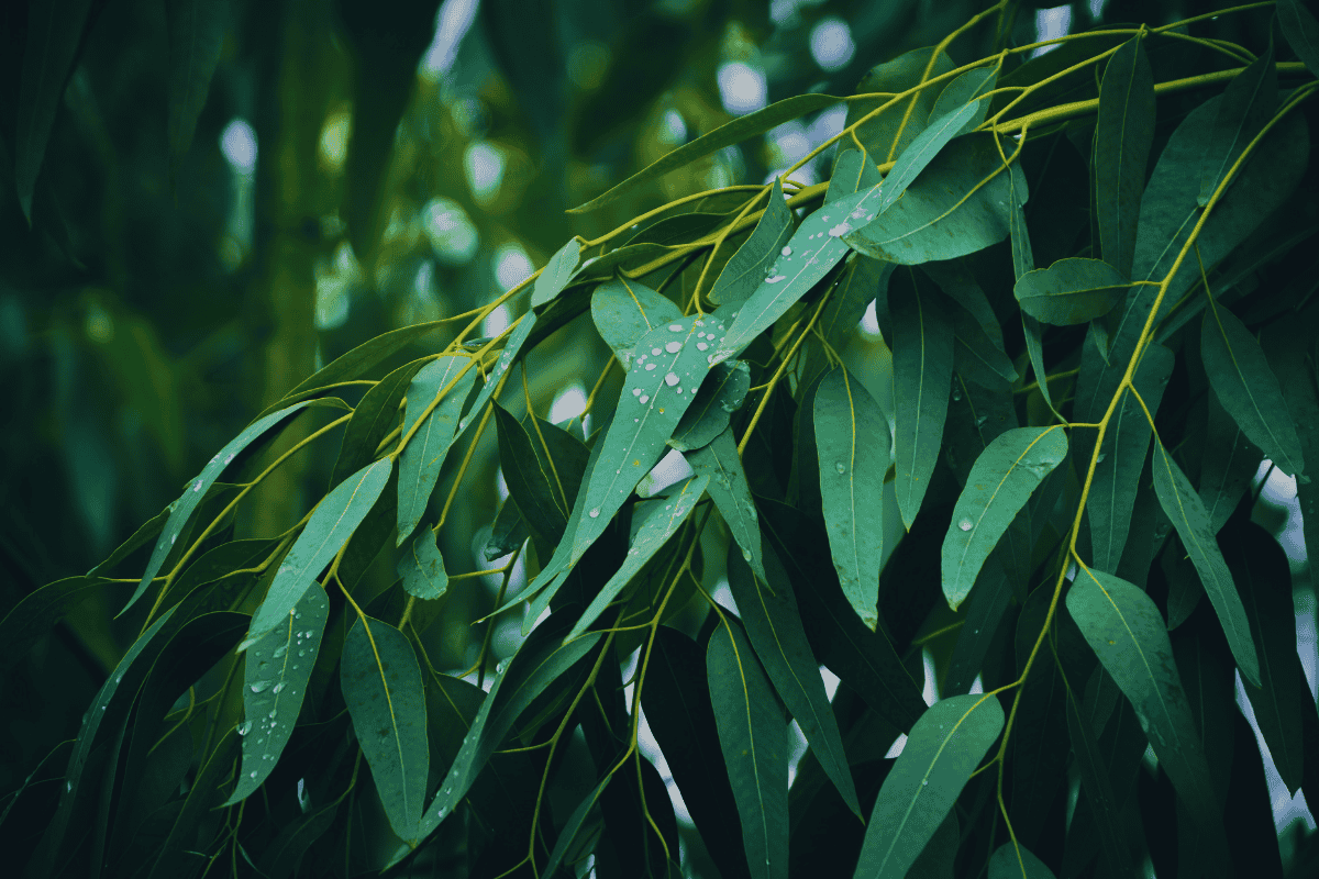 Surpreenda-se com os benefícios desta planta aromática e poderosa