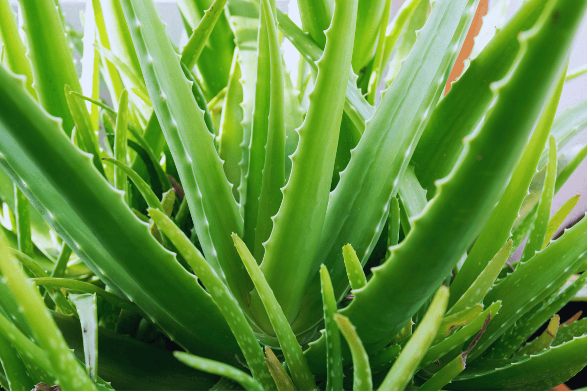 Como fazer mudas de babosa (aloe vera) de maneira fácil e prática