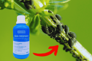 Como Usar Água Oxigenada para Eliminar Pragas das Plantas