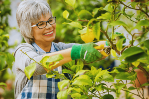 As melhores frutíferas para iniciantes + dicas de cultivo