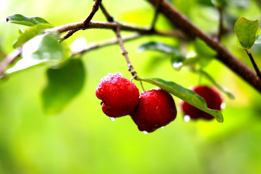 Como podar acerola: Tutorial para uma colheita farta e saudável