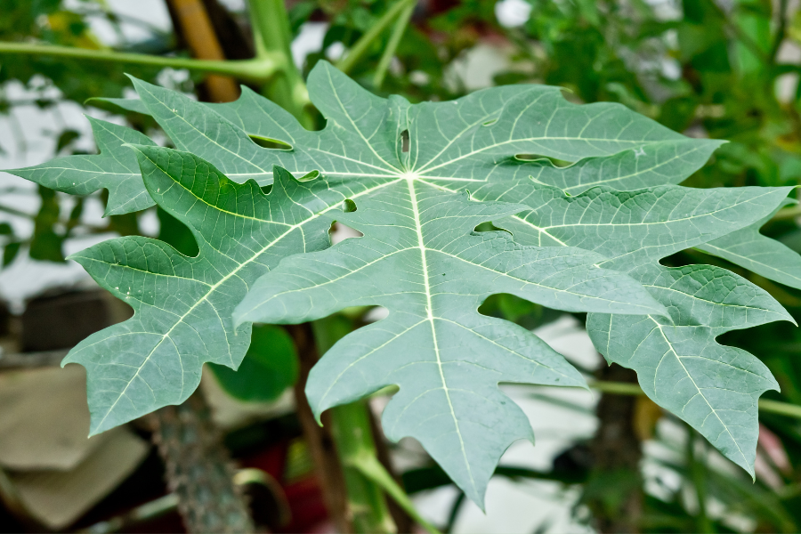 Como fazer Inseticida Natural com Folha de Mamão Verde: Proteção eficaz para suas plantas